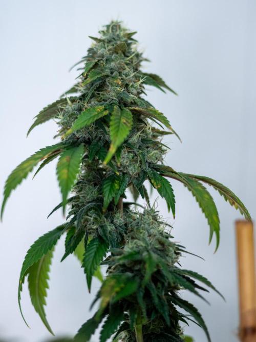 Cino's Ayahuasca Purple. Week 17 - 2026/04/20