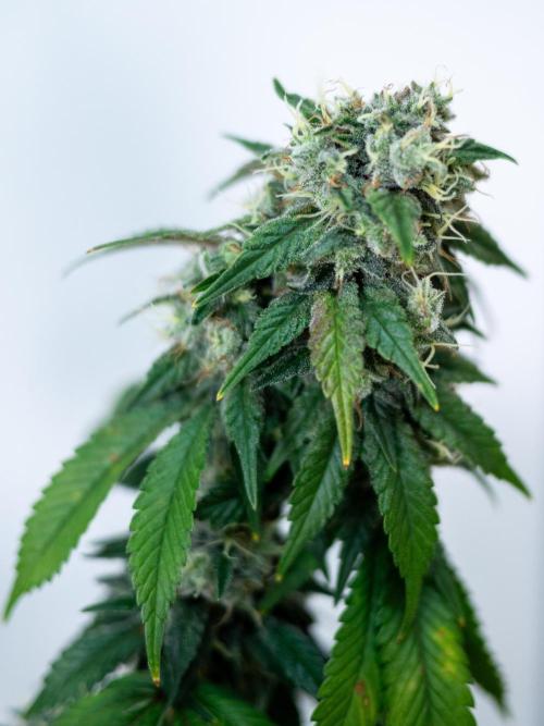 Cino's Ayahuasca Purple. Week 17 - 2026/04/20