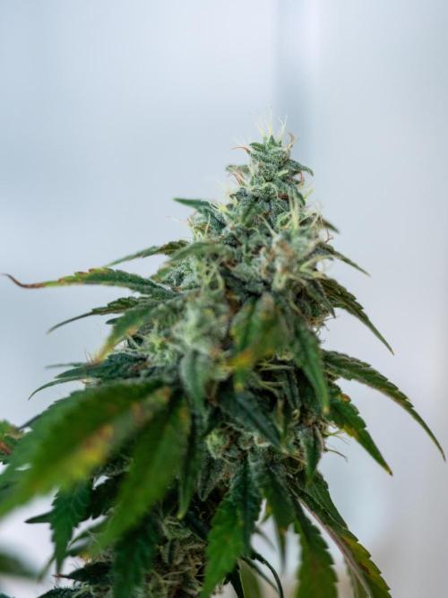 Cino's Ayahuasca Purple. Week 17 - 2026/04/20
