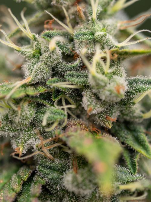 Cino's Ayahuasca Purple. Week 18