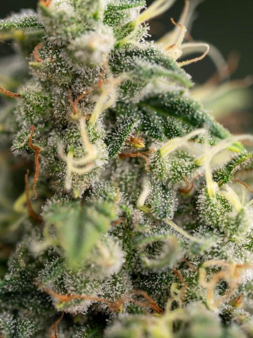 Cino's Ayahuasca Purple. Week 18