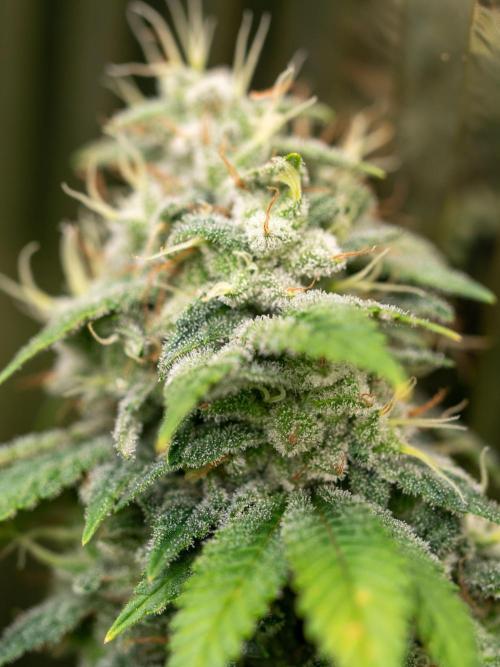 Cino's Ayahuasca Purple. Week 18