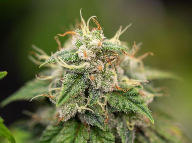 Cino's Ayahuasca Purple. Week 18