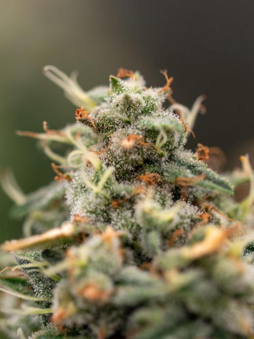 Cino's Ayahuasca Purple. Week 18