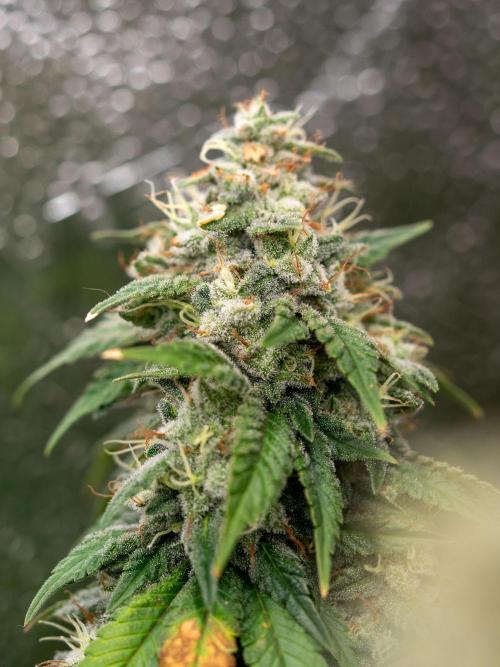 Cino's Ayahuasca Purple. Week 18