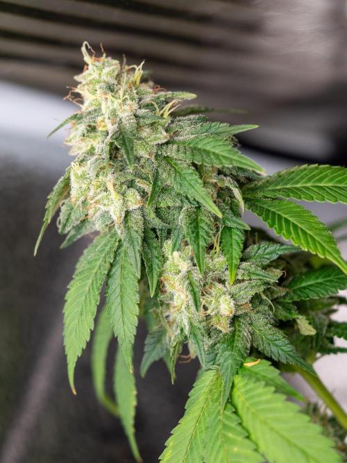 Cino's Ayahuasca Purple. Week 18