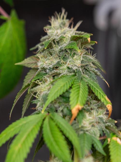 Ayahuasca Purple. Week 18