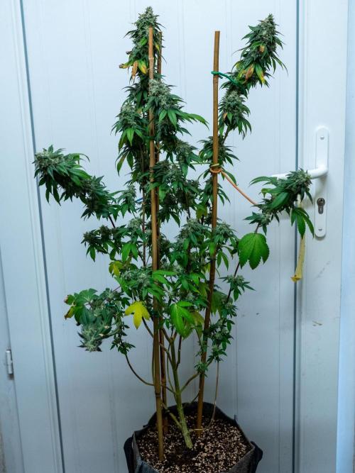Cino's Ayahuasca Purple. Week 18