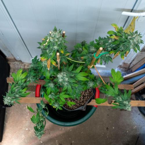 Cino's Ayahuasca Purple. Week 18