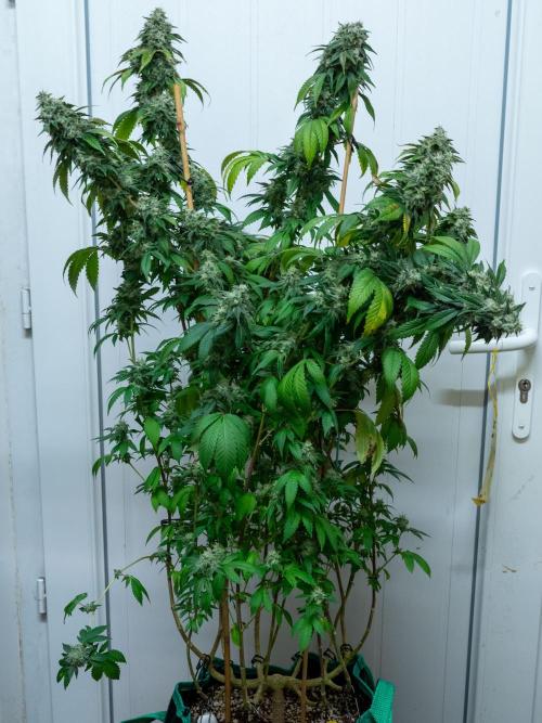 Cino's Ayahuasca Purple. Week 18