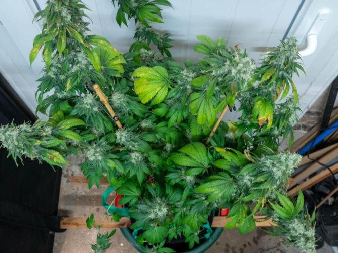 Cino's Ayahuasca Purple. Week 18