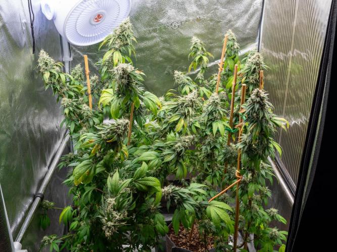 Cino's Ayahuasca Purple. Week 18