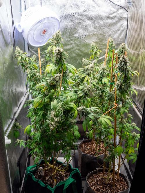 Cino's Ayahuasca Purple. Week 18