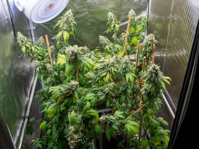 Cino's Ayahuasca Purple. Week 18