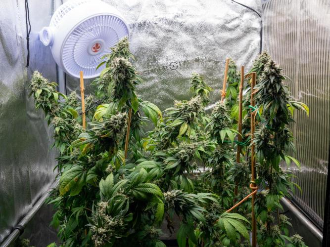 Ayahuasca Purple. Week 18