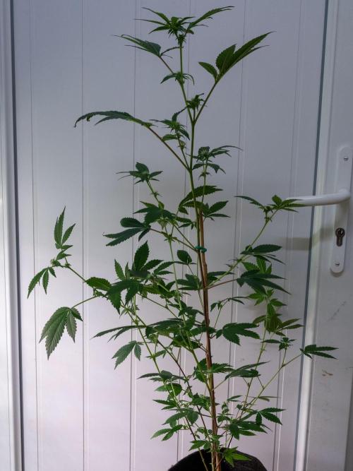 SOG Ayahuasca Purple (CLONES). Week 9