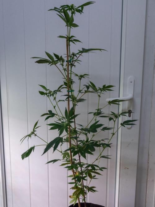 SOG Ayahuasca Purple (CLONES). Week 9