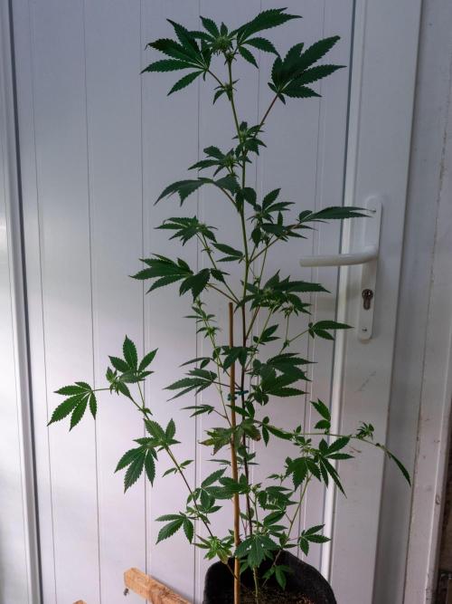 SOG Ayahuasca Purple (CLONES). Week 9