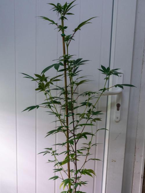 SOG Ayahuasca Purple (CLONES). Week 9