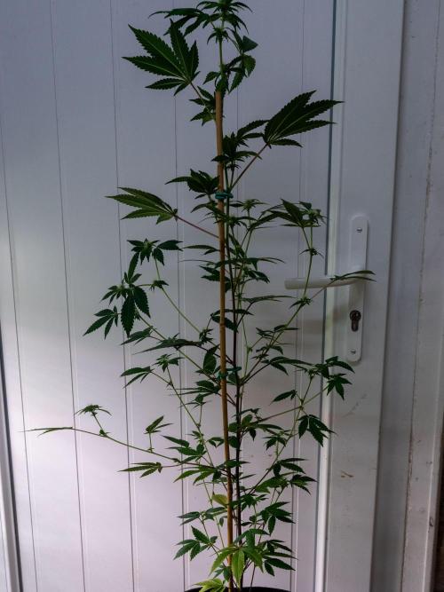 SOG Ayahuasca Purple (CLONES). Week 9