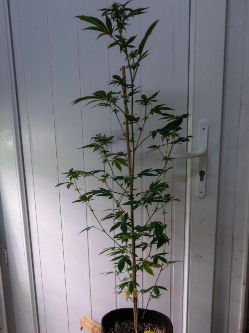 SOG Ayahuasca Purple (CLONES). Week 9