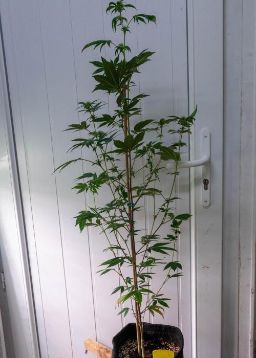 SOG Ayahuasca Purple (CLONES). Week 9