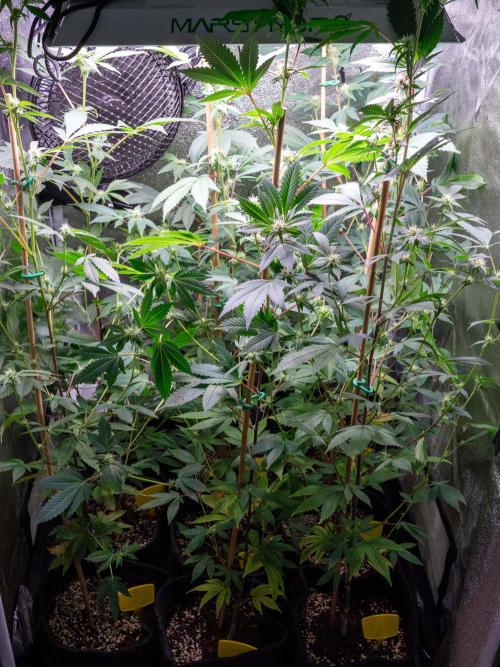 SOG Ayahuasca Purple (CLONES). Week 9