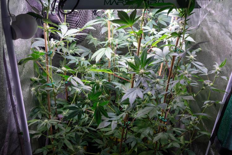 SOG Ayahuasca Purple (CLONES). Week 9