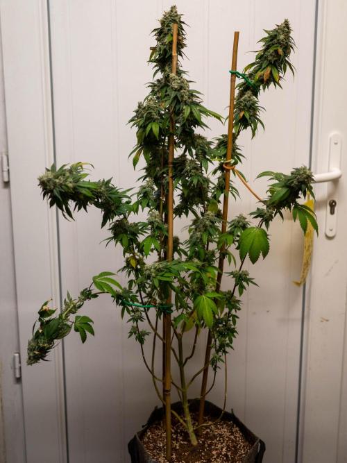 Cino's Ayahuasca Purple. Week 19 - 2026/04/29: clone 1