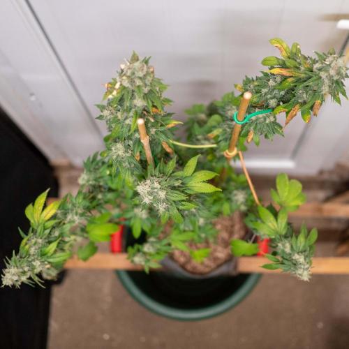 Cino's Ayahuasca Purple. Week 19 - 2026/04/29: clone 1