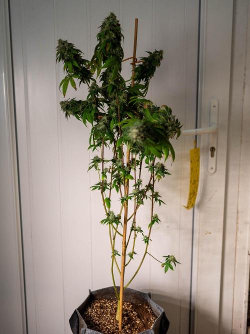Cino's Ayahuasca Purple. Week 19 - 2026/04/29: clone 2