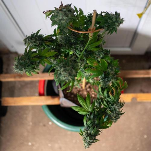 Cino's Ayahuasca Purple. Week 19 - 2026/04/29: clone 2