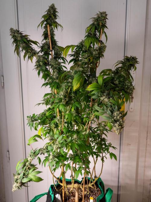 Cino's Ayahuasca Purple. Week 19 - 2026/04/29: mother
