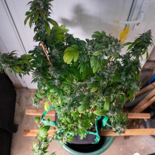 Cino's Ayahuasca Purple. Week 19 - 2026/04/29: mother