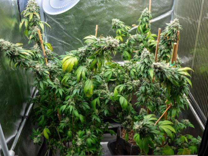 Cino's Ayahuasca Purple. Week 19 - 2026/04/29