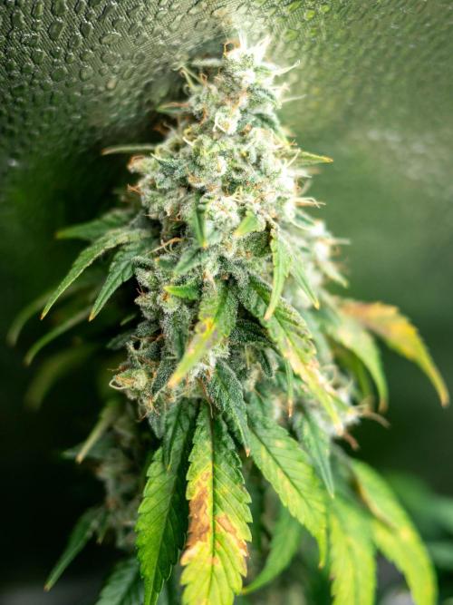 Cino's Ayahuasca Purple. Week 19 - 2026/04/29