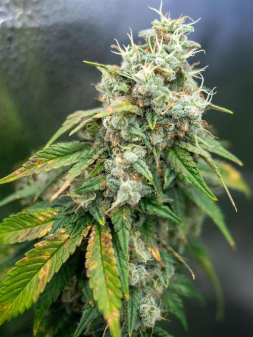 Cino's Ayahuasca Purple. Week 19 - 2026/04/29