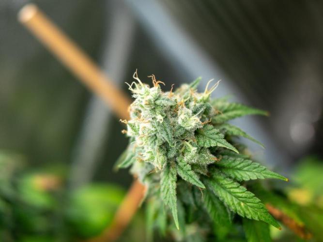 Cino's Ayahuasca Purple. Week 19 - 2026/04/29