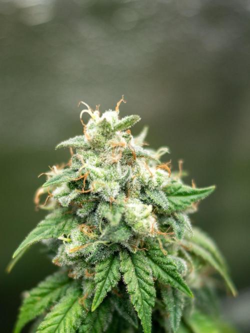 Cino's Ayahuasca Purple. Week 19 - 2026/04/29