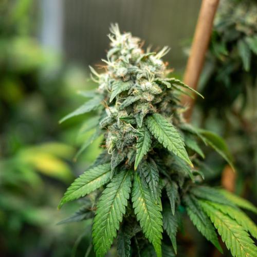 Cino's Ayahuasca Purple. Week 19 - 2026/04/29