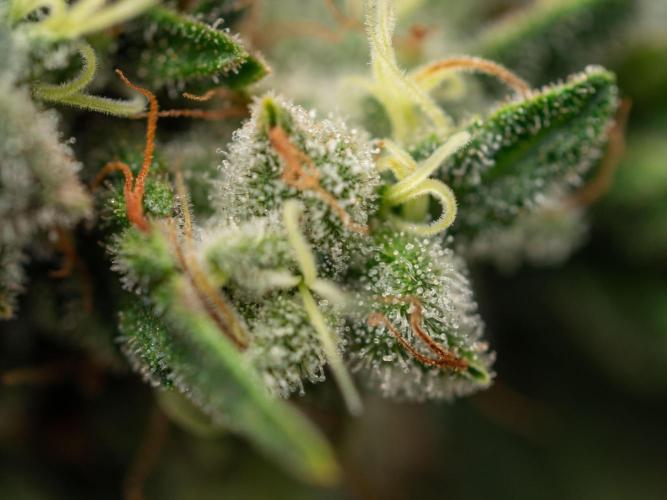 Cino's Ayahuasca Purple. Week 19 - 2026/04/29