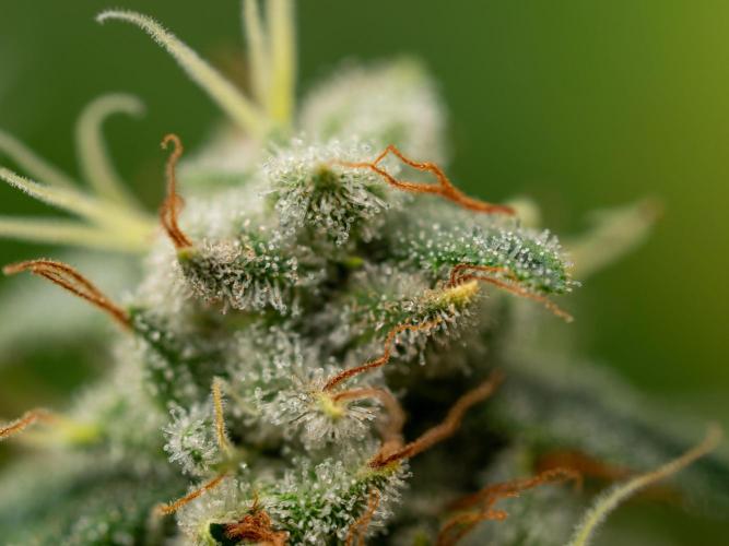 Ayahuasca Purple. Week 19