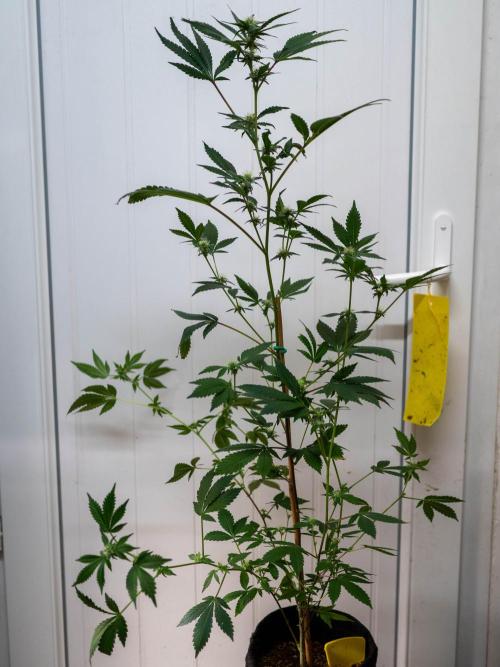 SOG Ayahuasca Purple (CLONES). Week 10 - 2026/04/30: #1