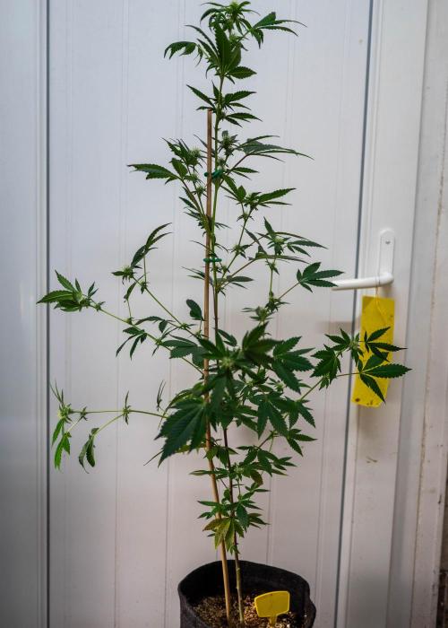 SOG Ayahuasca Purple (CLONES). Week 10 - 2026/04/30: #2
