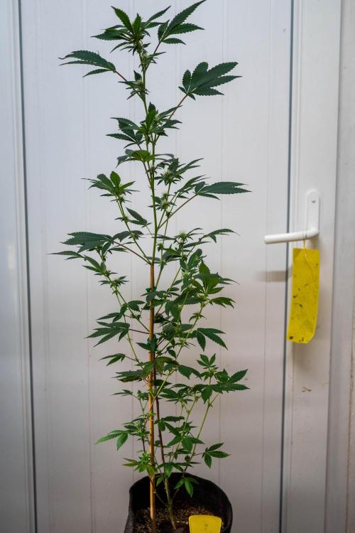 SOG Ayahuasca Purple (CLONES). Week 10 - 2026/04/30: #3