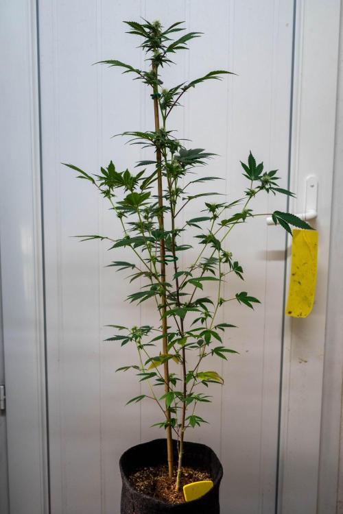 SOG Ayahuasca Purple (CLONES). Week 10 - 2026/04/30: #4