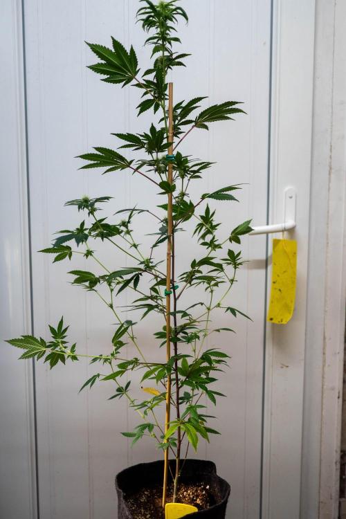 SOG Ayahuasca Purple (CLONES). Week 10 - 2026/04/30: #5