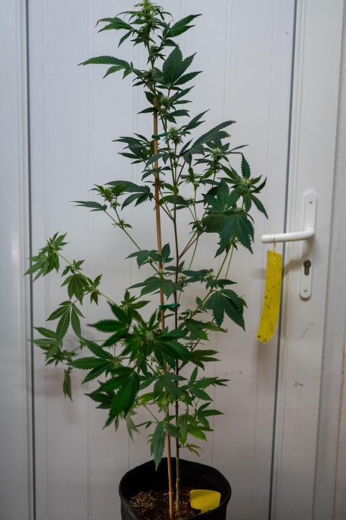 SOG Ayahuasca Purple (CLONES). Week 10 - 2026/04/30: #6