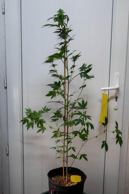 SOG Ayahuasca Purple (CLONES). Week 10 - 2026/04/30: #7