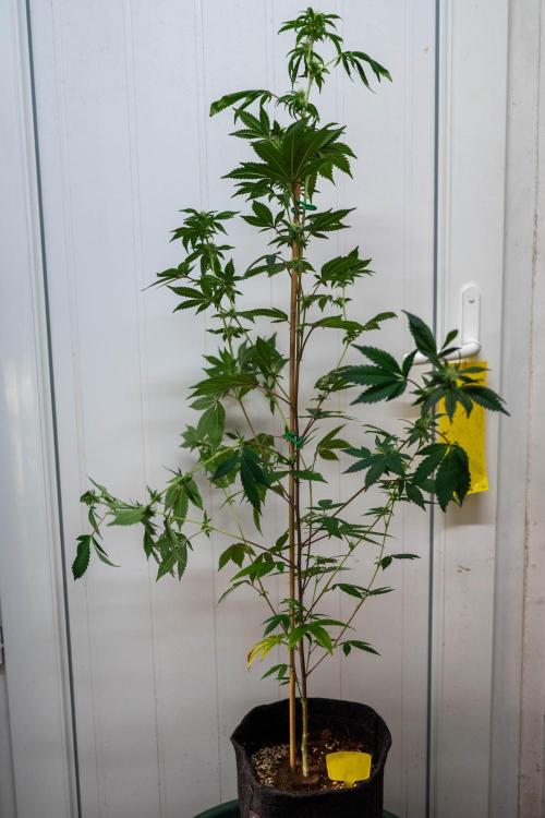 SOG Ayahuasca Purple (CLONES). Week 10 - 2026/04/30: #8